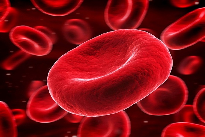 Hồng cầu chính là tế bào sản xuất ra máu